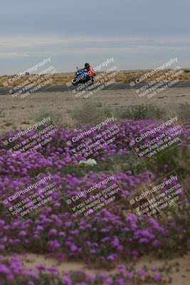 media/Jan-14-2023-SoCal Trackdays (Sat) [[497694156f]]/Turn 14 Exit Bloomig (145pm)/